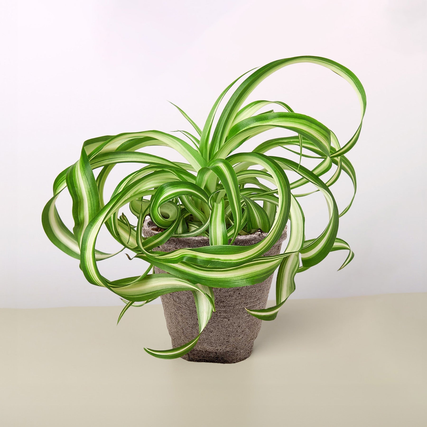 Spider Plant 'Bonnie'